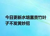 今日更新水培富贵竹叶子不发黄妙招