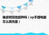 橡皮树田地能种吗（xp手提电脑怎么调亮度）