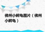 佛州小鳄龟图片（佛州小鳄龟）