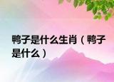 鸭子是什么生肖（鸭子是什么）