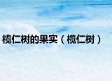 榄仁树的果实（榄仁树）