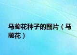 马蔺花种子的图片（马蔺花）