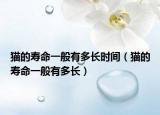 猫的寿命一般有多长时间（猫的寿命一般有多长）