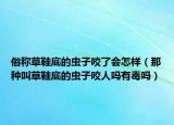 俗称草鞋底的虫子咬了会怎样（那种叫草鞋底的虫子咬人吗有毒吗）