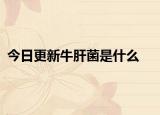 今日更新牛肝菌是什么