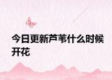 今日更新芦苇什么时候开花