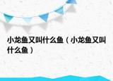小龙鱼又叫什么鱼（小龙鱼又叫什么鱼）