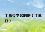 丁毒豆学名叫啥（丁毒豆）