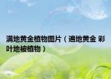 满地黄金植物图片（遍地黄金 彩叶地被植物）
