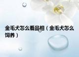 金毛犬怎么看品相（金毛犬怎么饲养）