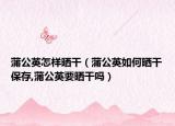 蒲公英怎样晒干（蒲公英如何晒干保存,蒲公英要晒干吗）