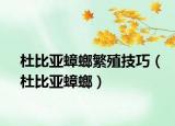 杜比亚蟑螂繁殖技巧（杜比亚蟑螂）