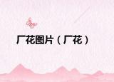 厂花图片（厂花）