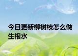 今日更新柳树枝怎么做生根水