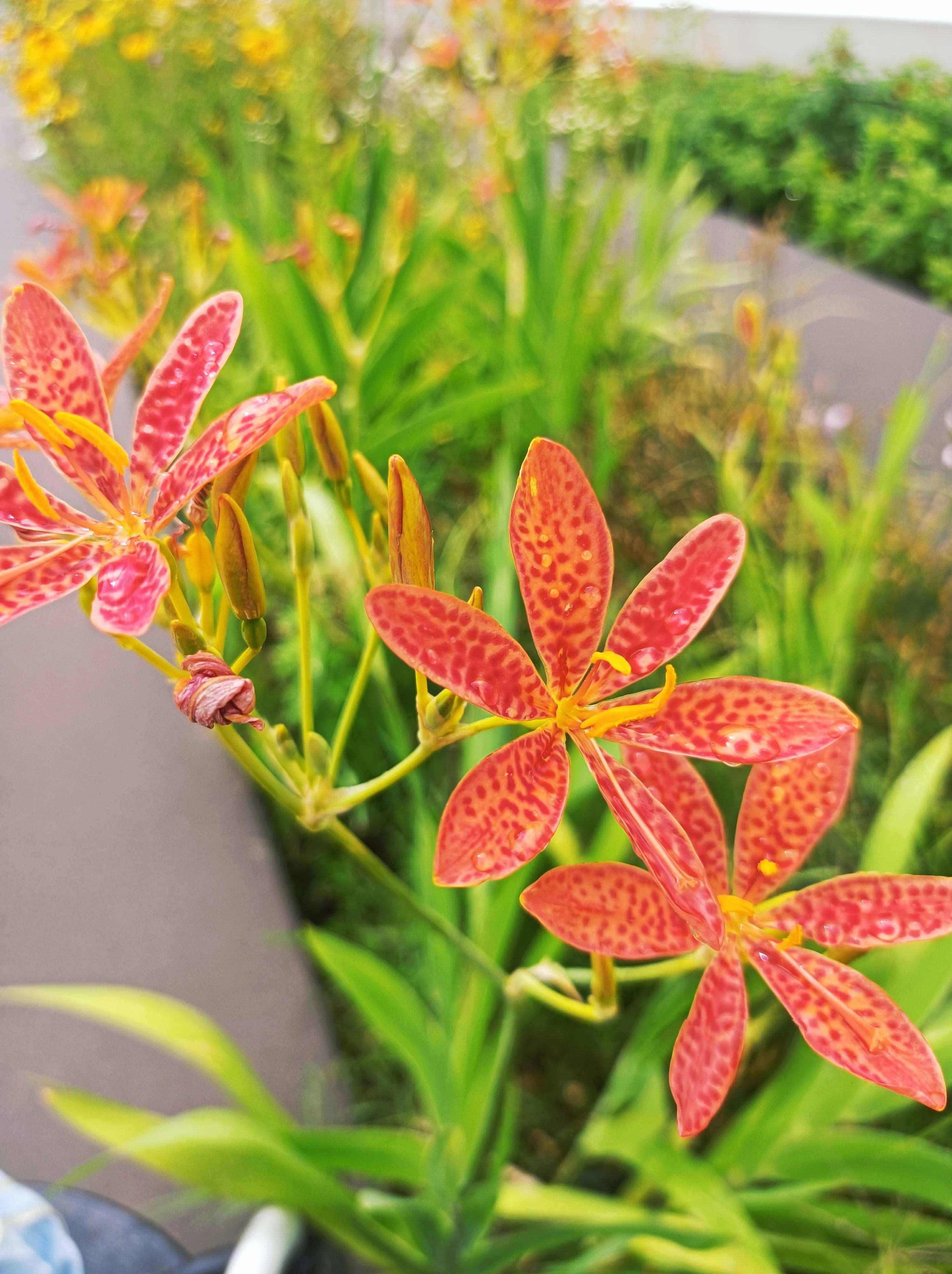 聆听花开的声音