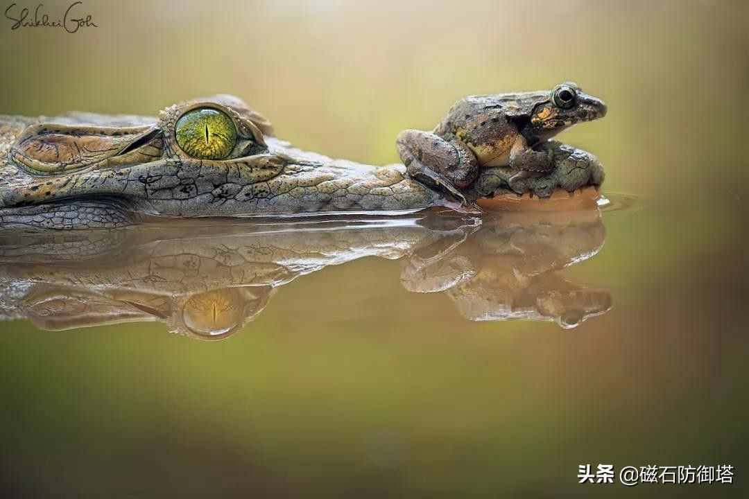 鳄鱼为什么会流眼泪？是假慈悲还是排除盐分？