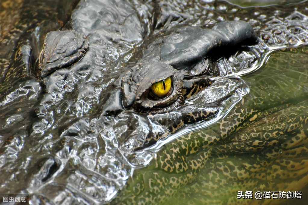 鳄鱼为什么会流眼泪？是假慈悲还是排除盐分？