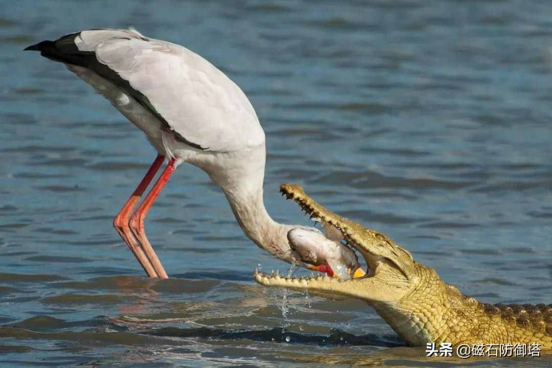 鳄鱼为什么会流眼泪？是假慈悲还是排除盐分？