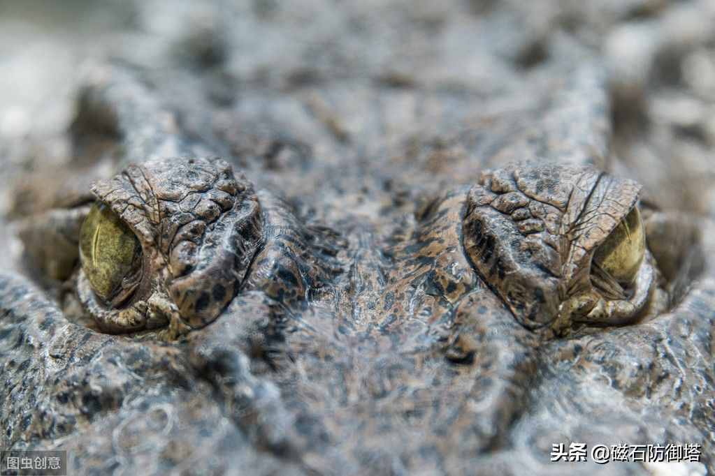 鳄鱼为什么会流眼泪？是假慈悲还是排除盐分？