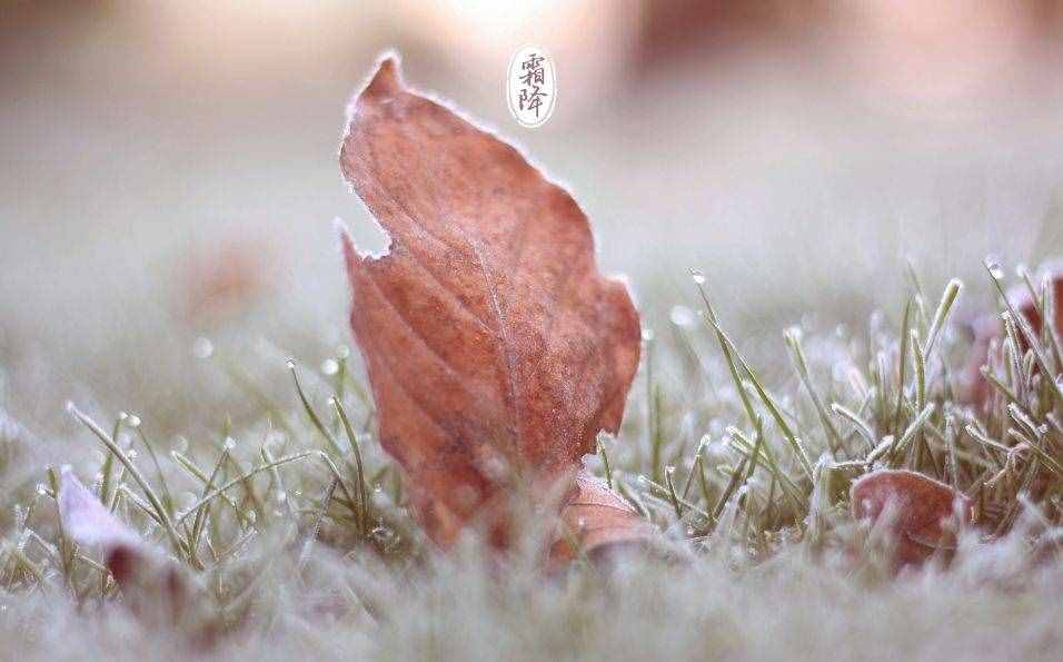 「诗词鉴赏」十三首霜降诗词，感受深秋的美好