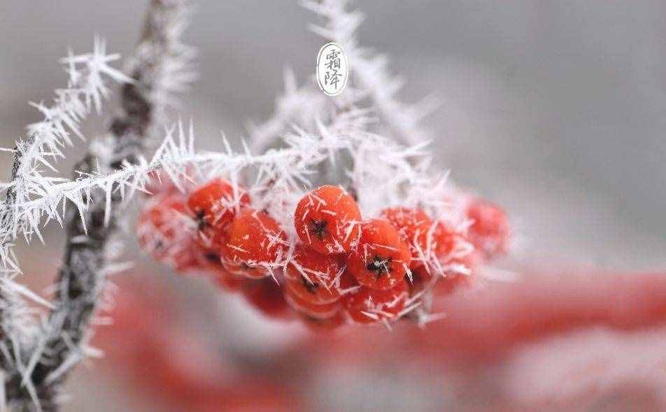 「诗词鉴赏」十三首霜降诗词，感受深秋的美好