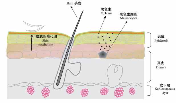 怎么美白全身肌肤？真实有效的全身美白大法