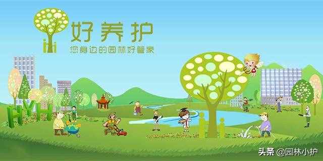 不同品种的菊花花语，千万别送错了哦