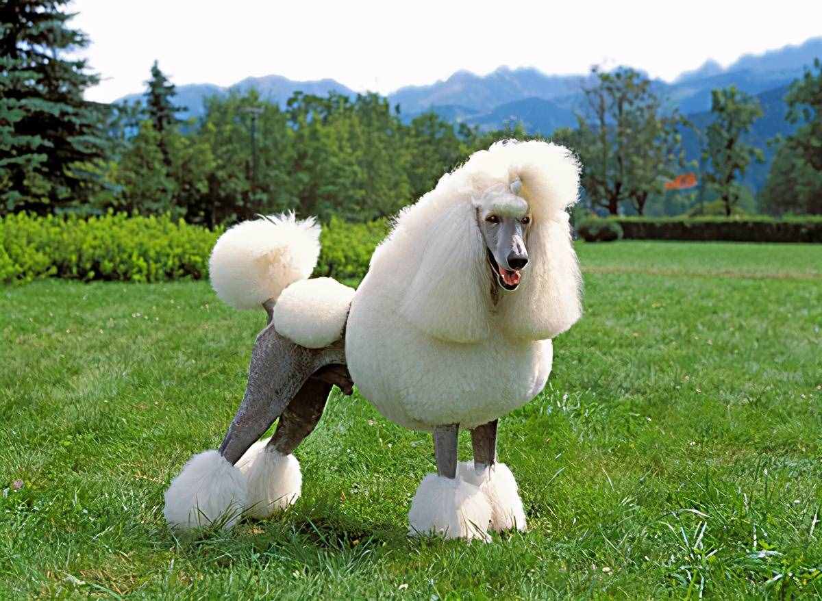 贵宾犬的性格特点、形态特征及注意事项、养之前你需要了解的知识
