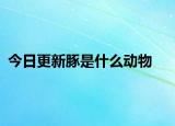 今日更新豚是什么动物