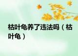 枯叶龟养了违法吗（枯叶龟）