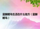 蓝脚鲣鸟生活在什么地方（蓝脚鲣鸟）