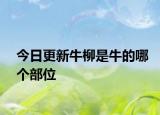 今日更新牛柳是牛的哪个部位