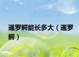 暹罗鳄能长多大（暹罗鳄）