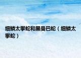 细鳞太攀蛇和黑曼巴蛇（细鳞太攀蛇）