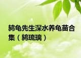 鸫龟先生深水养龟苗合集（鸫琉璃）