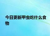 今日更新甲虫吃什么食物
