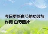 今日更新白芍的功效与作用 白芍图片