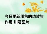 今日更新川芎的功效与作用 川芎图片