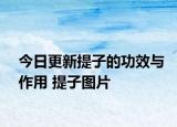 今日更新提子的功效与作用 提子图片