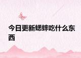 今日更新蟋蟀吃什么东西