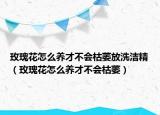 玫瑰花怎么养才不会枯萎放洗洁精（玫瑰花怎么养才不会枯萎）