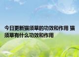 今日更新猫须草的功效和作用 猫须草有什么功效和作用