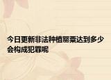 今日更新非法种植罂粟达到多少会构成犯罪呢