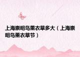 上海崇明岛薰衣草多大（上海崇明岛薰衣草节）