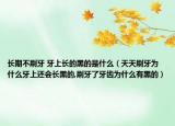 长期不刷牙 牙上长的黑的是什么（天天刷牙为什么牙上还会长黑的,刷牙了牙齿为什么有黑的）