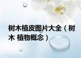 树木植皮图片大全（树木 植物概念）