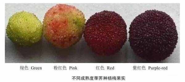 盐水一泡白色小虫密密麻麻！杨梅吃还是不吃？医生做了个实验