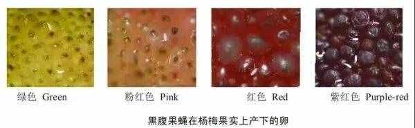 盐水一泡白色小虫密密麻麻！杨梅吃还是不吃？医生做了个实验