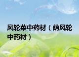 风轮菜中药材（荫风轮 中药材）