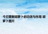 今日更新胡萝卜的功效与作用 胡萝卜图片